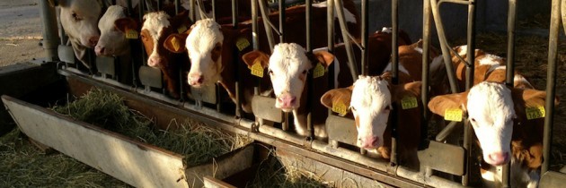 Q-klub – Feine Milchprodukte und Fleisch von glücklichen Kühen