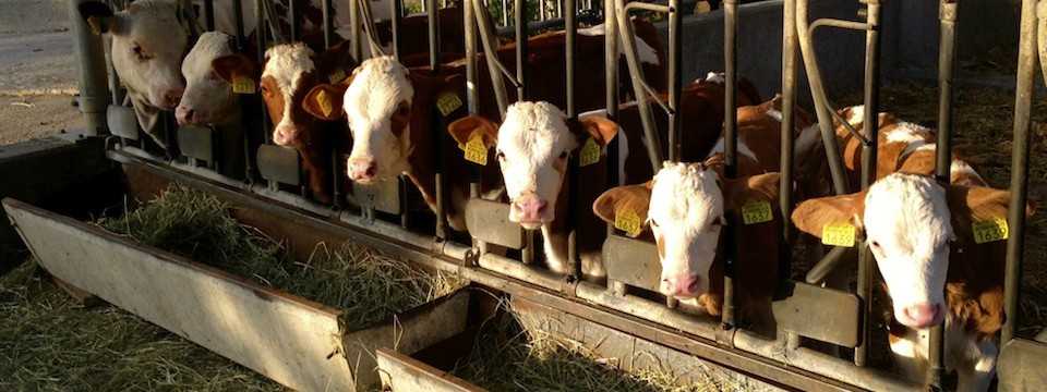 Q-klub – Feine Milchprodukte und Fleisch von glücklichen Kühen