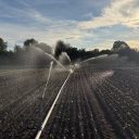 Unser Hof lechzt nach Wasser